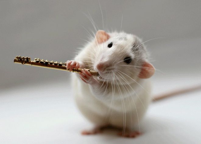 Крыса-флейтист
