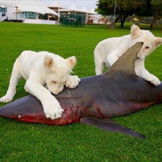 Львята едят акулу