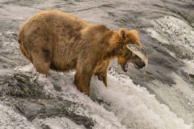 Медвежонок ловит рыбу