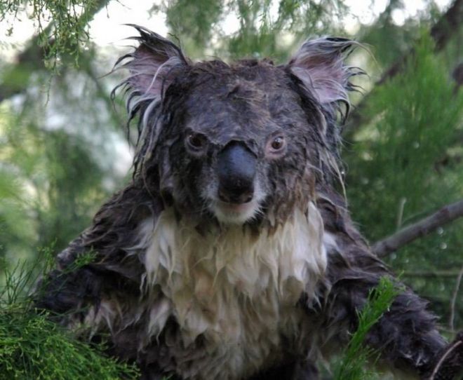 Мокрая коала на дереве