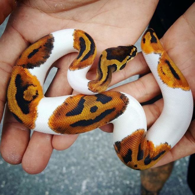 Оранжевая змея