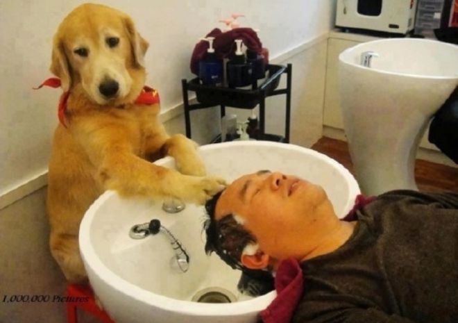 Собака моет голову человеку