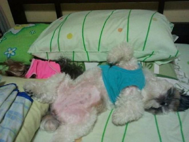 Собаки спят развалившись на постели