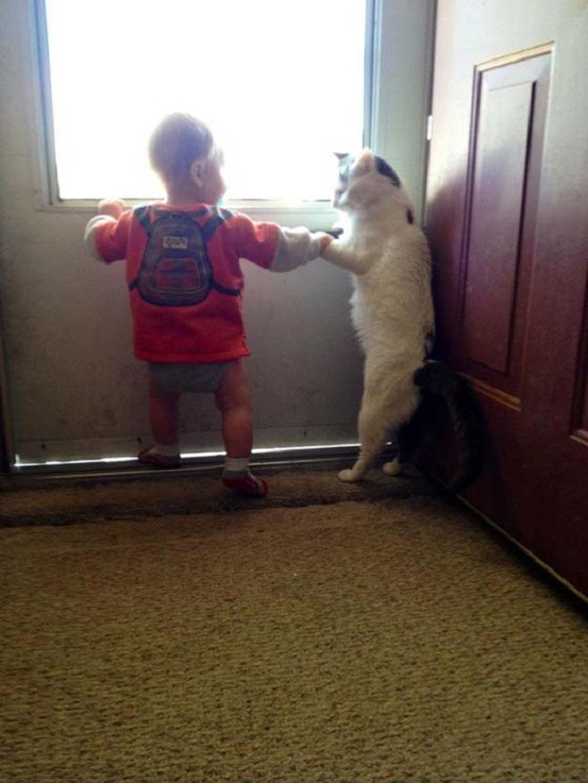 Кот и мальчик у окна
