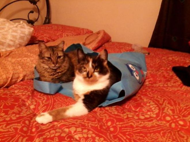 Два кота в пакете