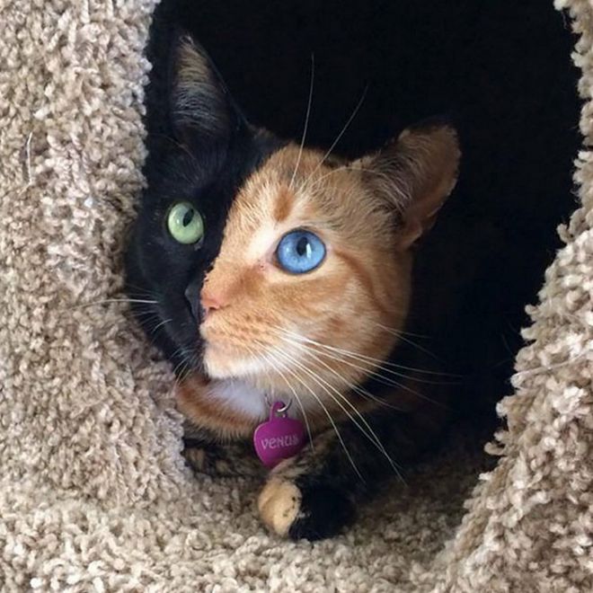 Кот с разноцветными глазми