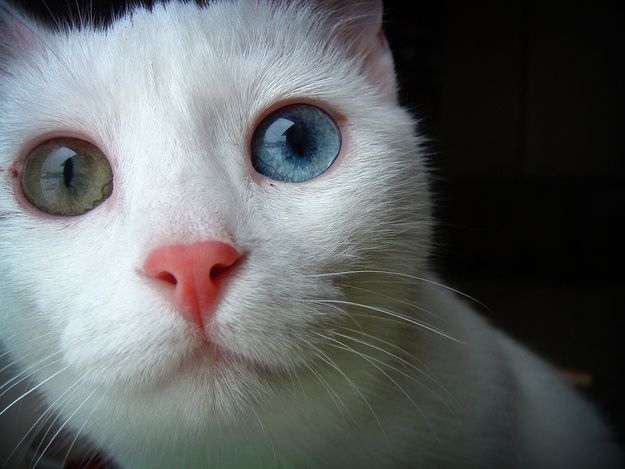 Котик с разными глазками
