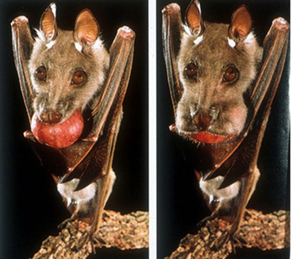 Летучая мышь кушает ягоду