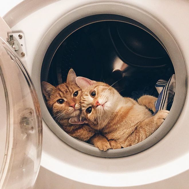 Коты в стиральной машинке