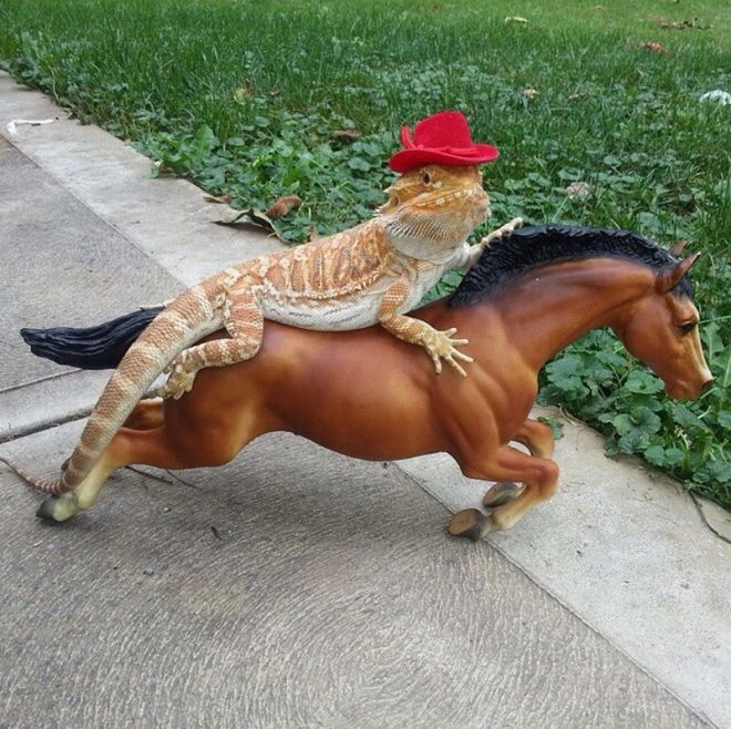 Игуана в шляпе на коне