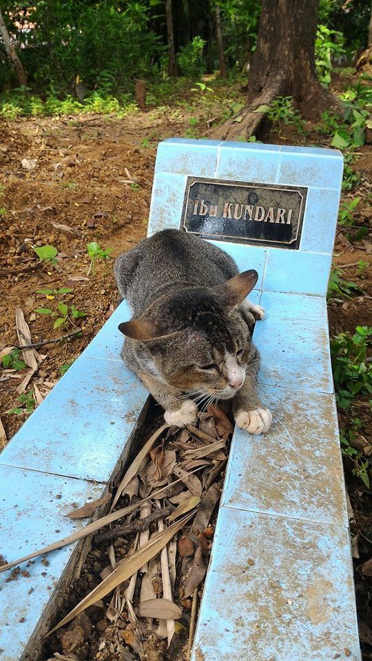кошка прижимается к надгробию