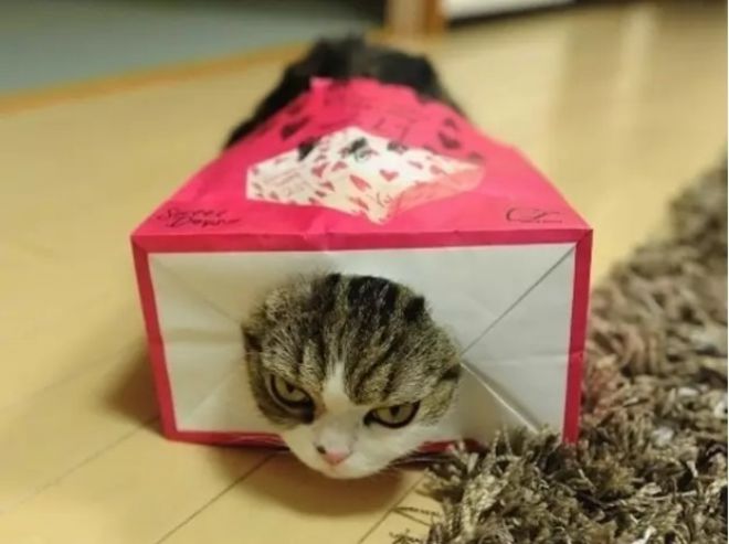 Кот-бумажный пакет
