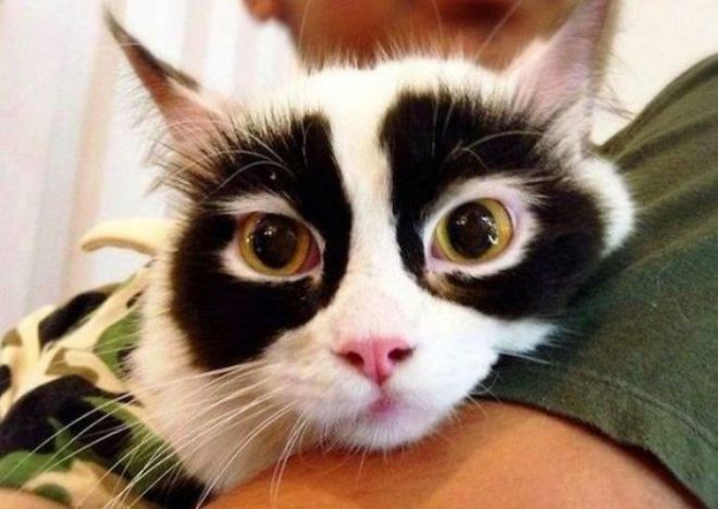 Кот с большими глазами