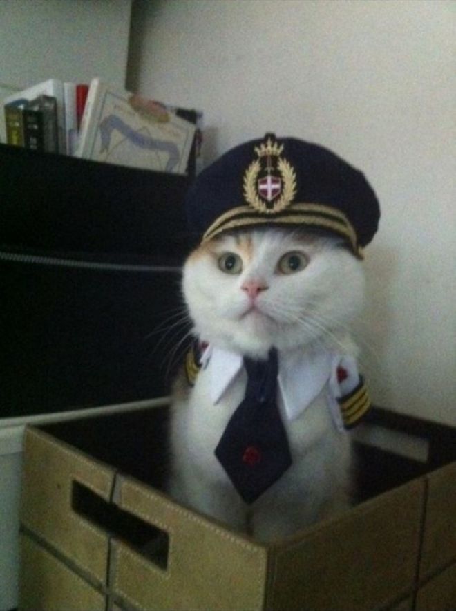 Кот в костюме полицейского