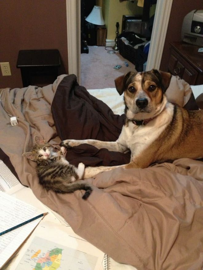 Котенок и собака на кровати