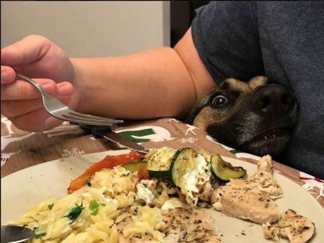 Пес выпрашивает еду
