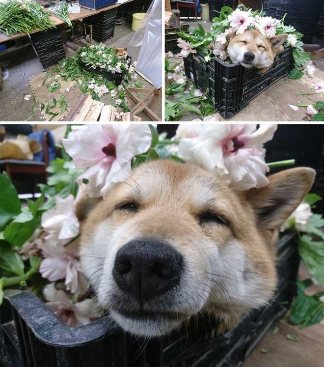 Собака в корзине с цветами
