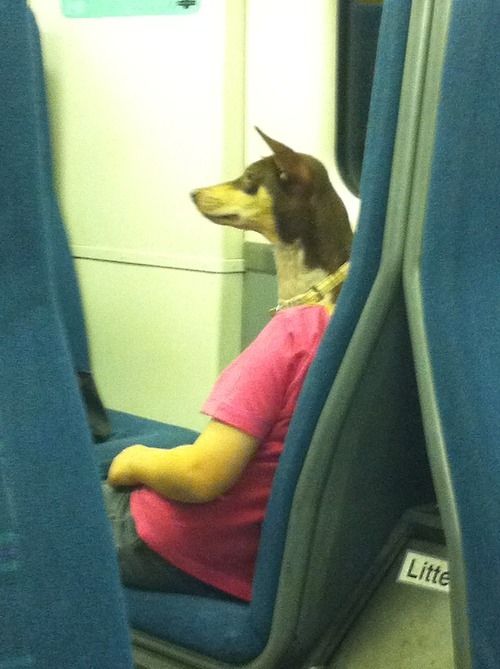 Собака в транспорте