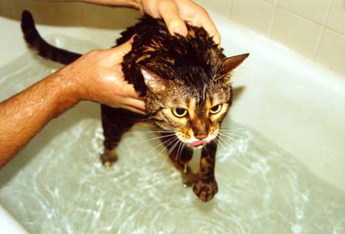 Кошка в ванне