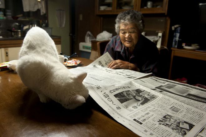 Кот пытается забраться под газету