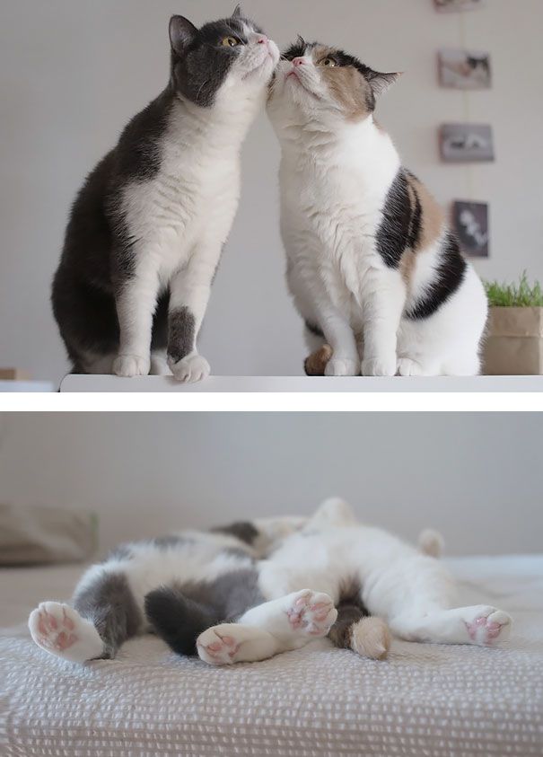Коты прижимаются щечками друг к дружке и вместе лежат на спинках