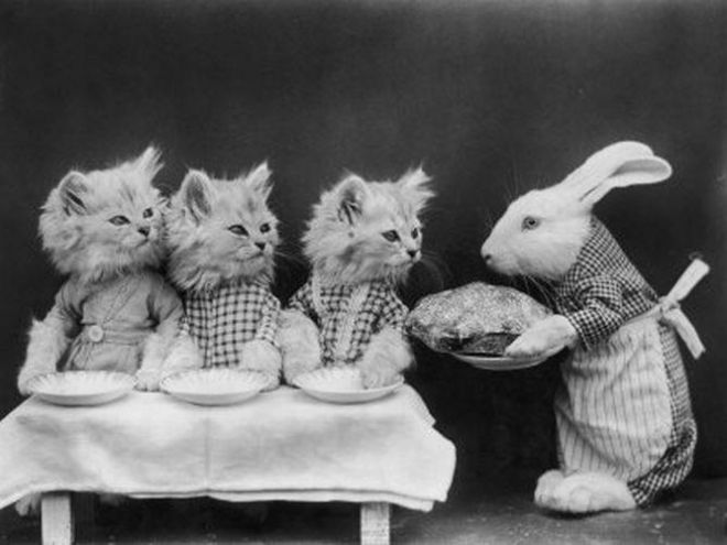 Кролик подает обед котятам