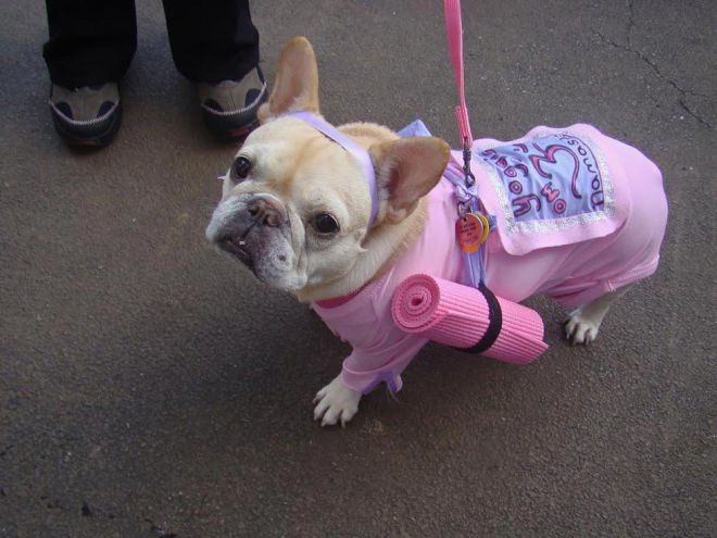 Собака в розовом костюме с ковриком для йоги