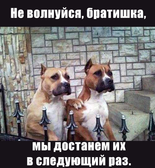 Собаки-боксёры