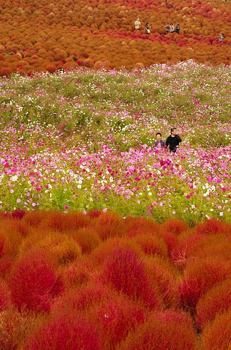 Японский цветочный парк Хитачи 3