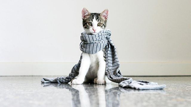 Кот с шарфом