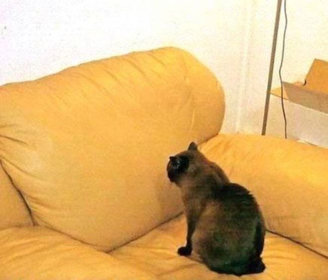 Кот смотрит в диван