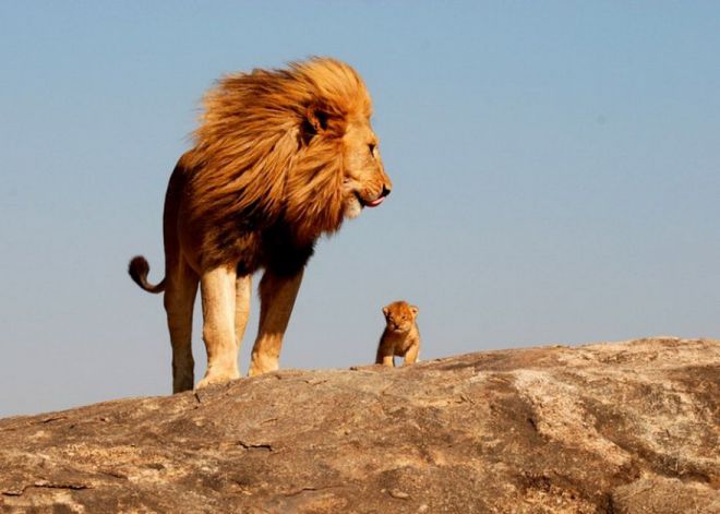лев и львенок