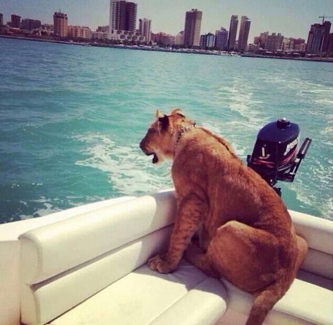Львица на яхте