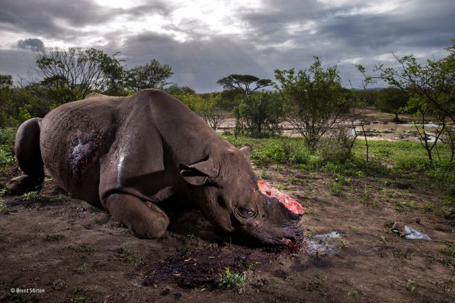 Носорог без рога