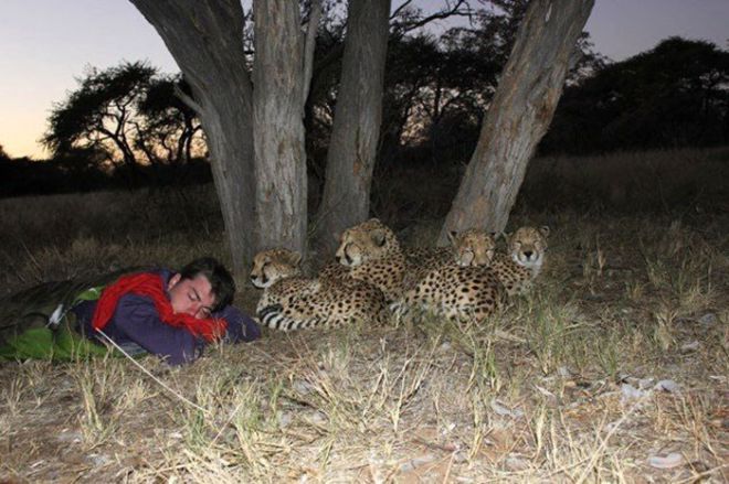 Парень спит рядом с гепардами