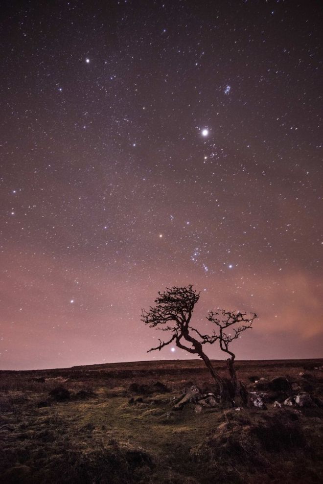 Дерево на фоне звездного неба