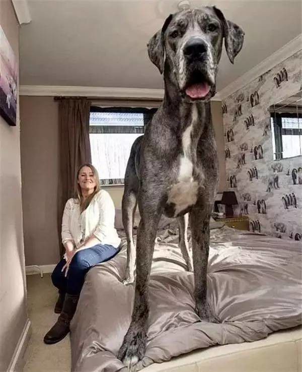 Девушка с большой собакой