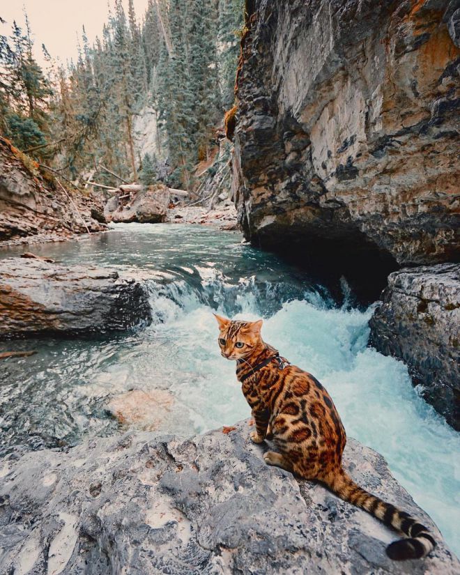Кошка у воды