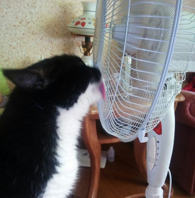 кот и вентилятор