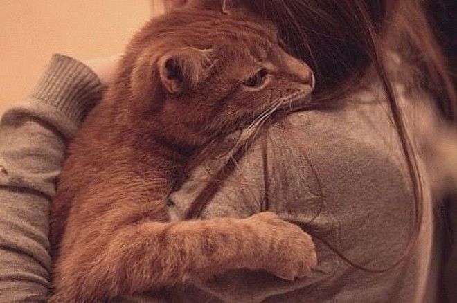 Кот обнимает девочку