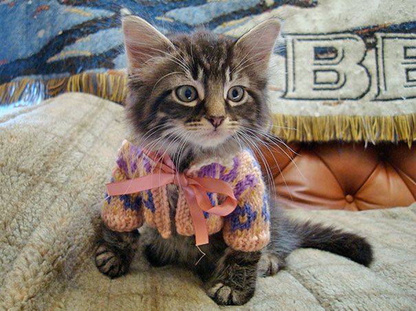Котенок по имени Манго любит готов менять свитера каждый день!