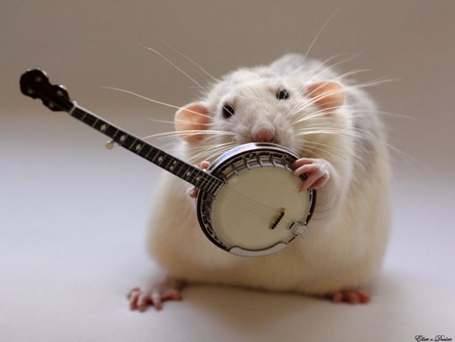 Крыса с музыкальным инструментом