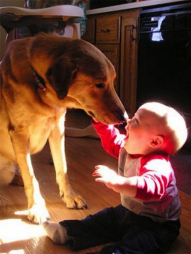 Собака нюхает малыша