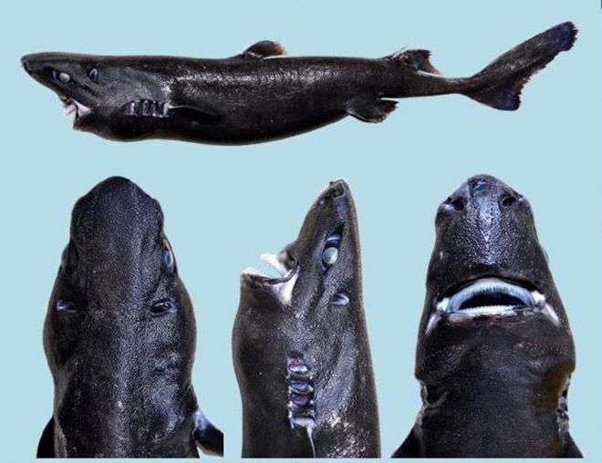 Воронья акула-ниндзя