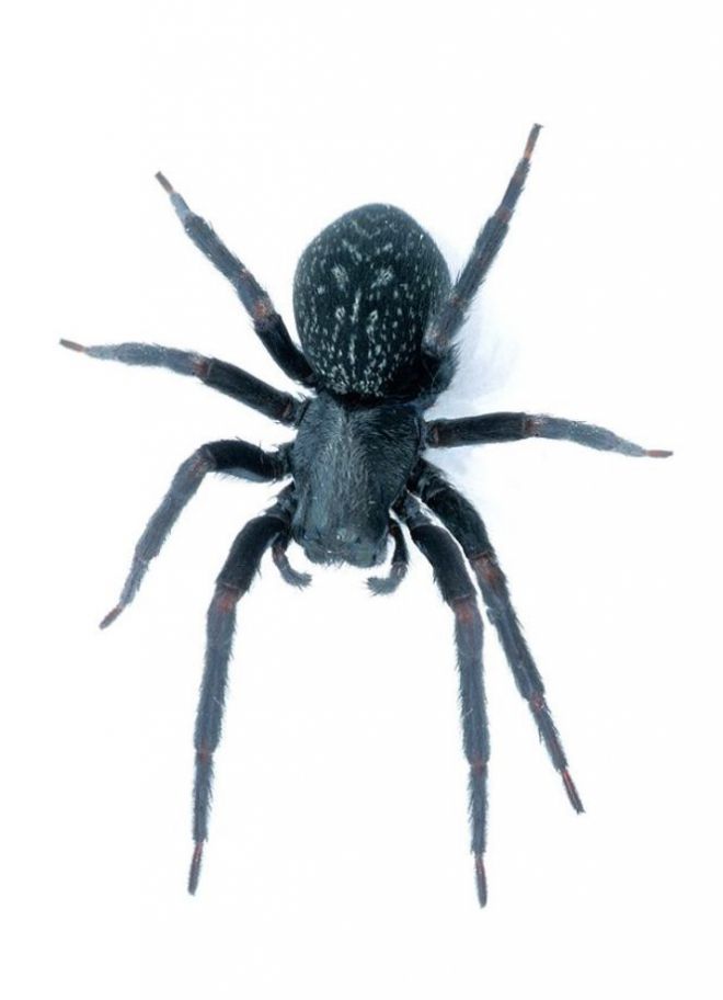 Черный домовой паук