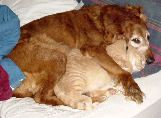 Кот и пес спят в обнимку