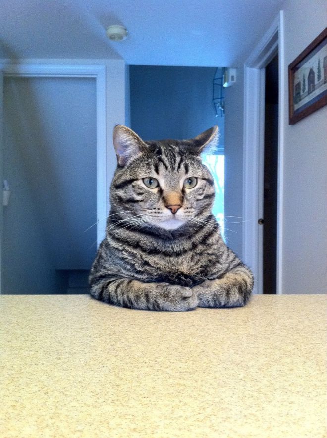 Кот сидит за столом