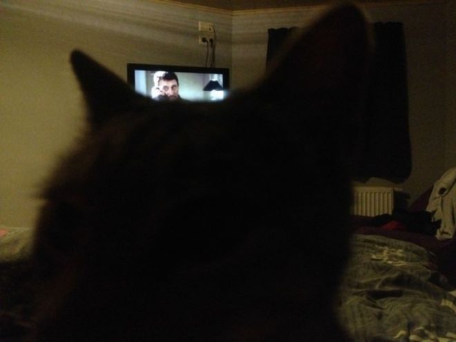 Кот у телевизора