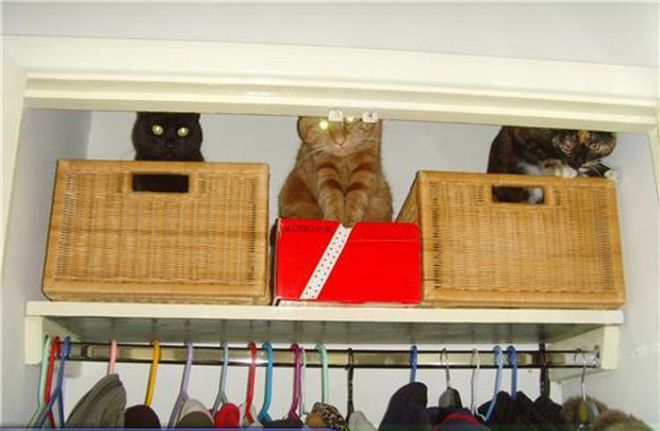 Коты в ящиках на антресоли