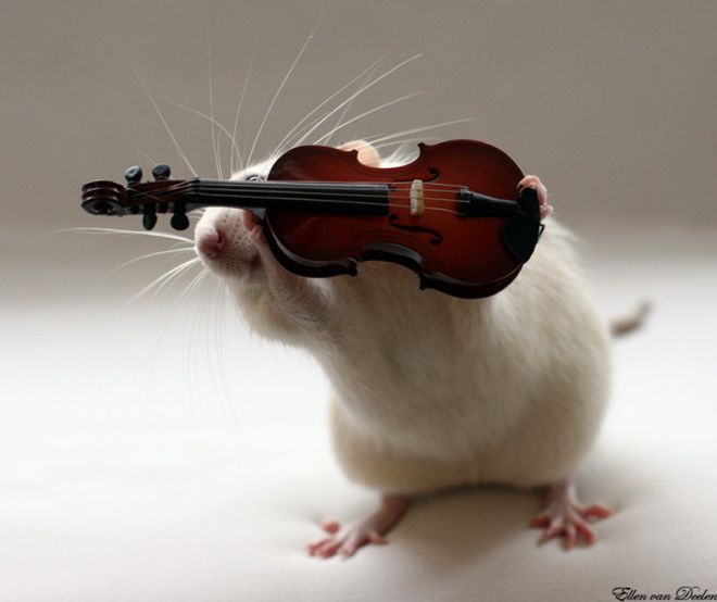 Крыса и скрипка